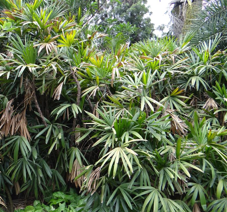 Rhapis excelsa